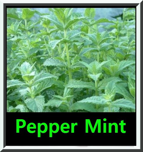 Peppermint-Taste , VG, new taste Peppermint-Taste , VG, new taste